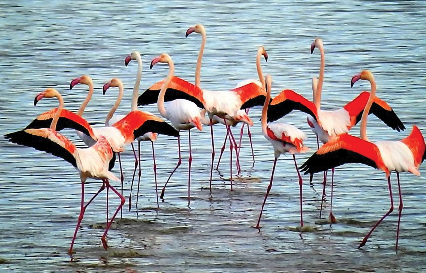 flamingo louis perendos 6